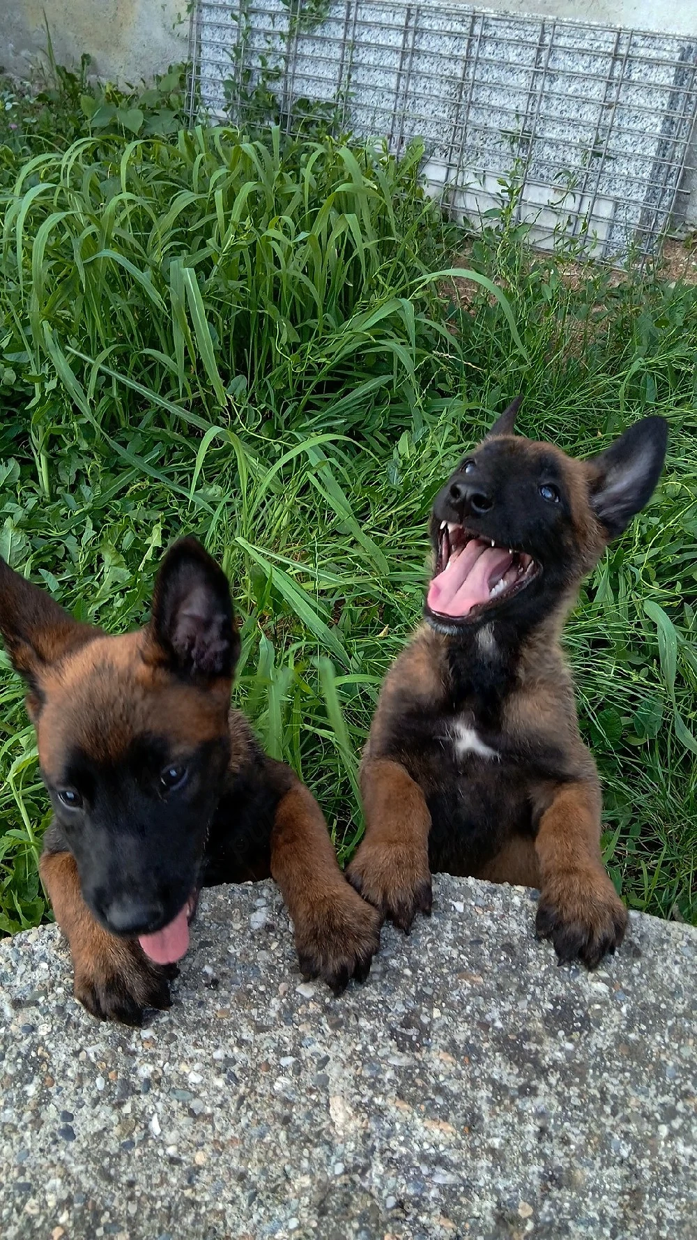 ciobănesc Belgian Malinois 