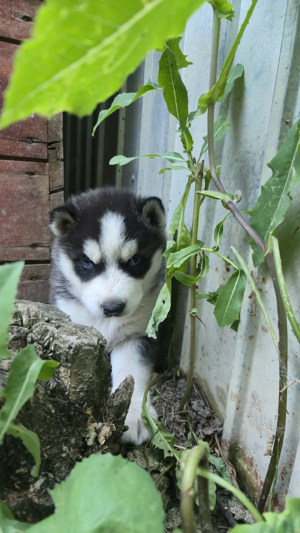Pui husky 6-8 săptămâni 