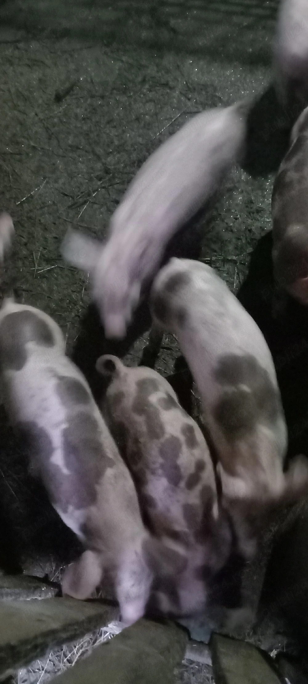 purcei pietreni de casa,de vanzare