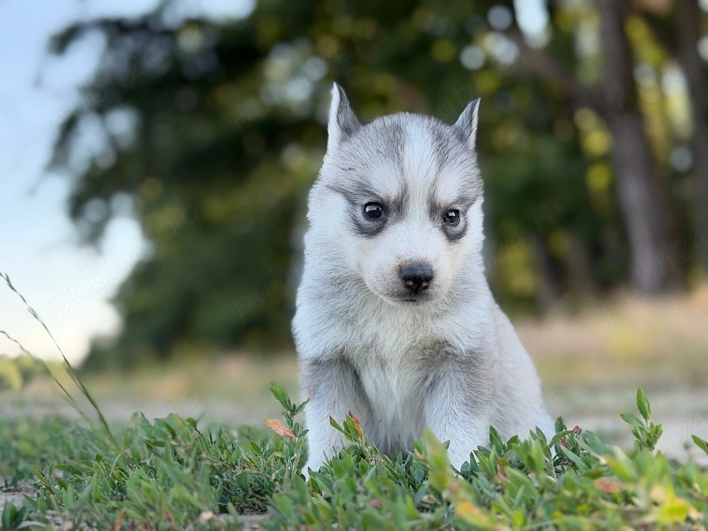 Femela husky siberian!