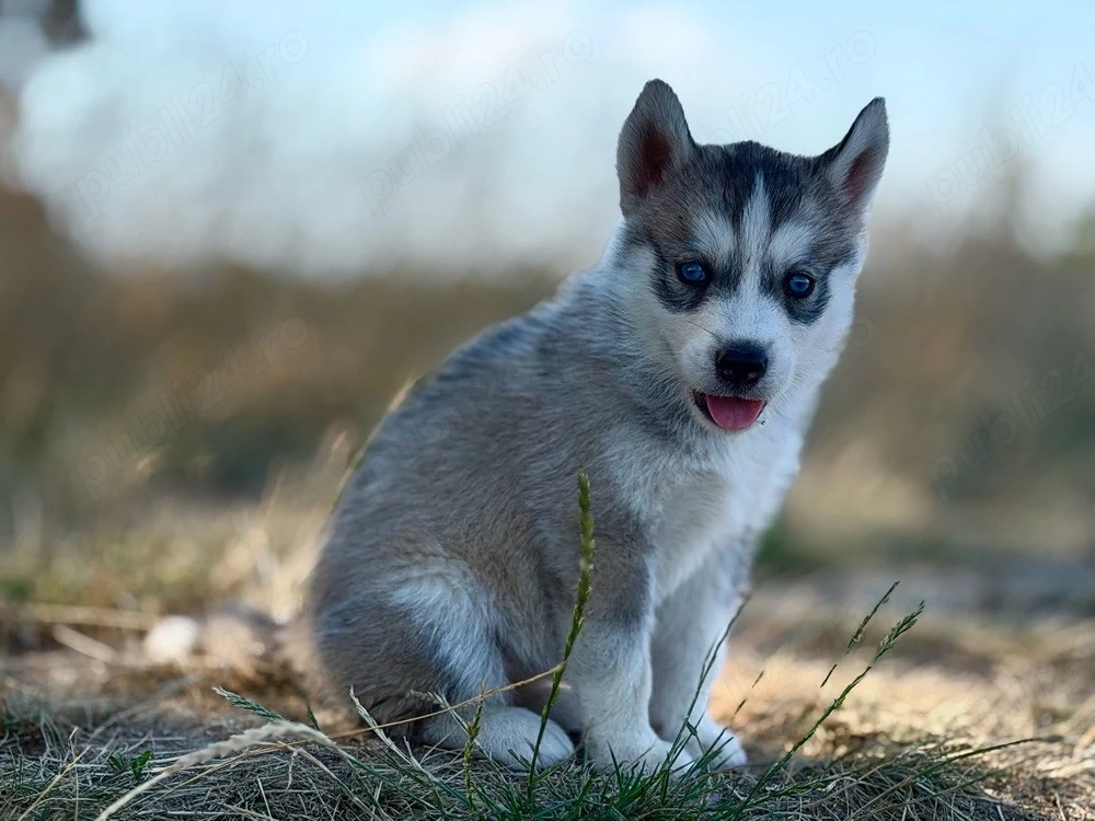 Femela husky siberian!