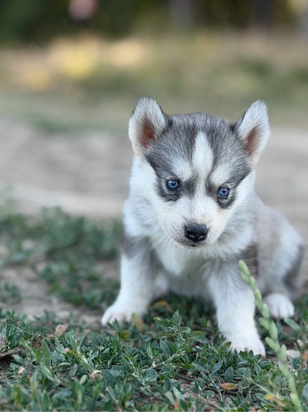 Femela husky siberian!
