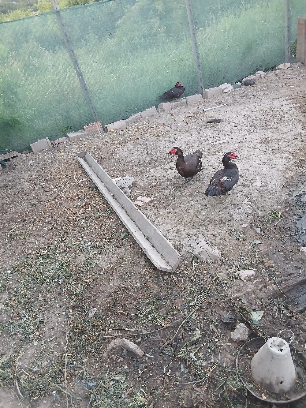 vand ratoi