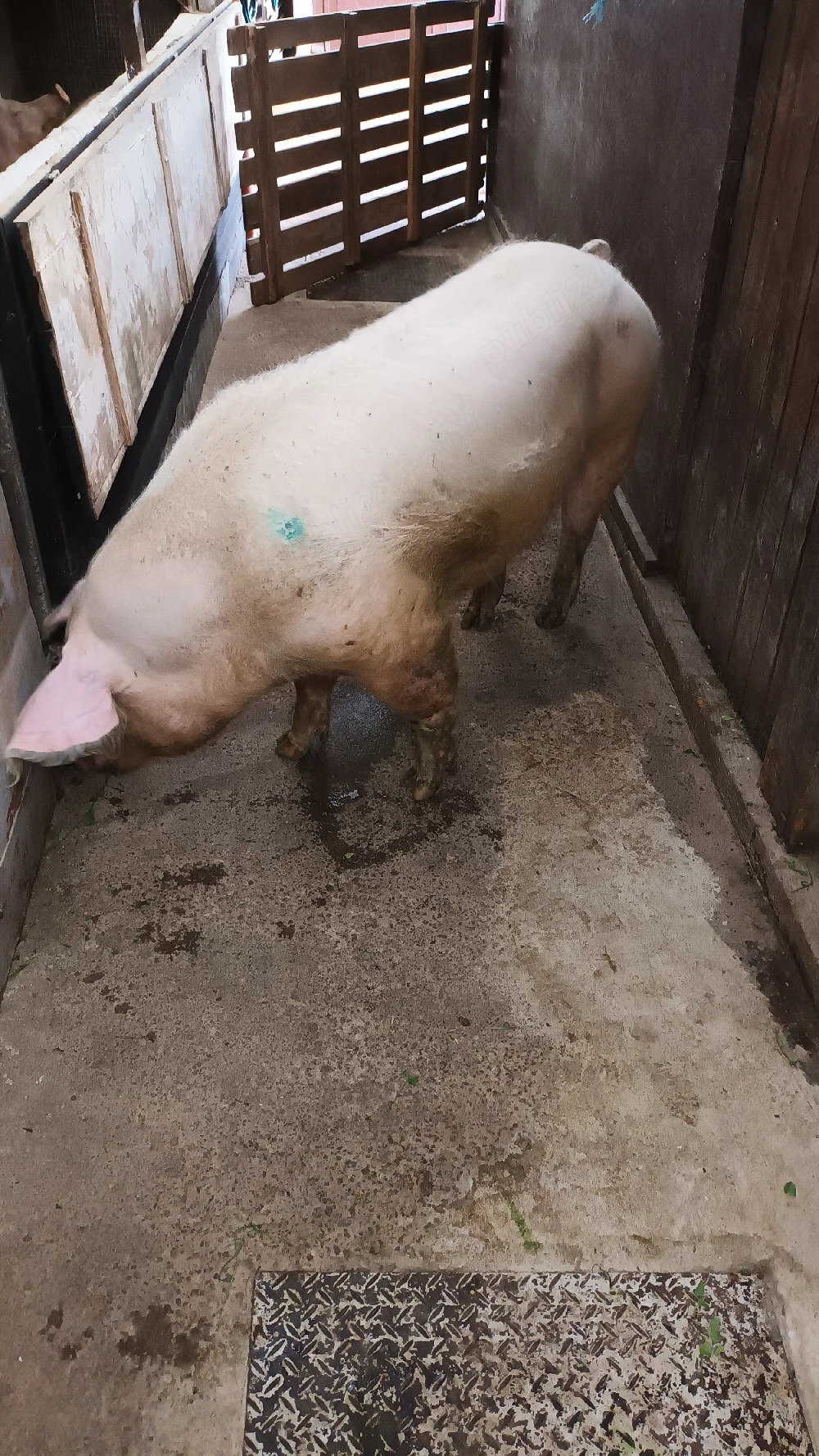 Vand porc 