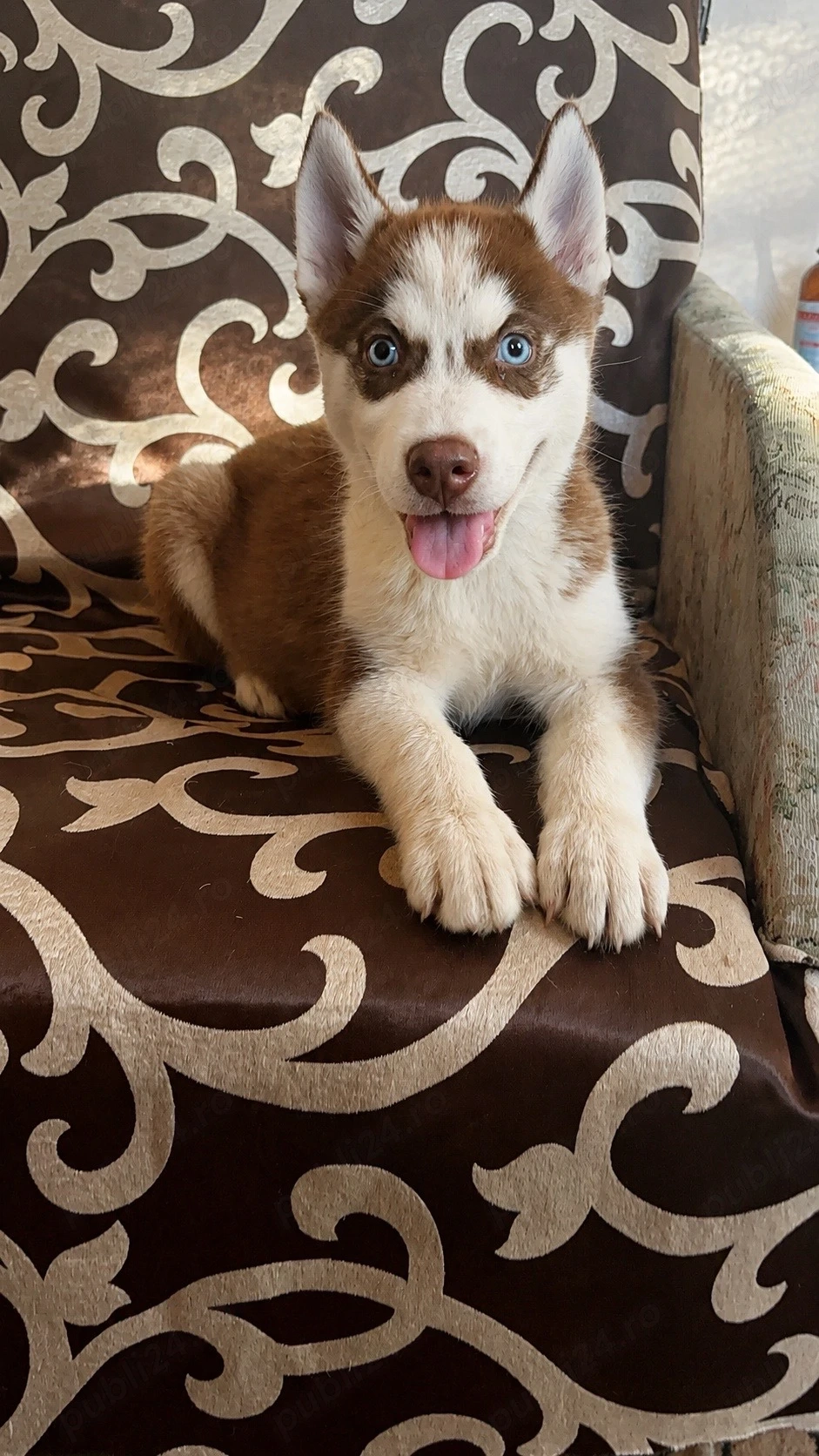 husky siberian fetita