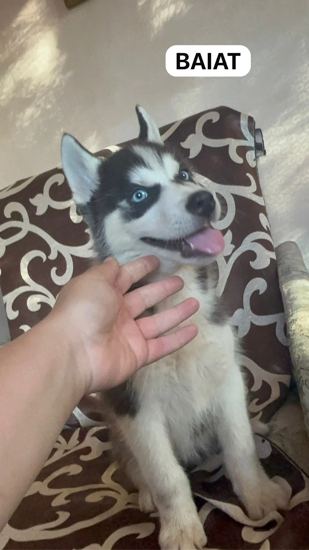 puisorii husky siberian