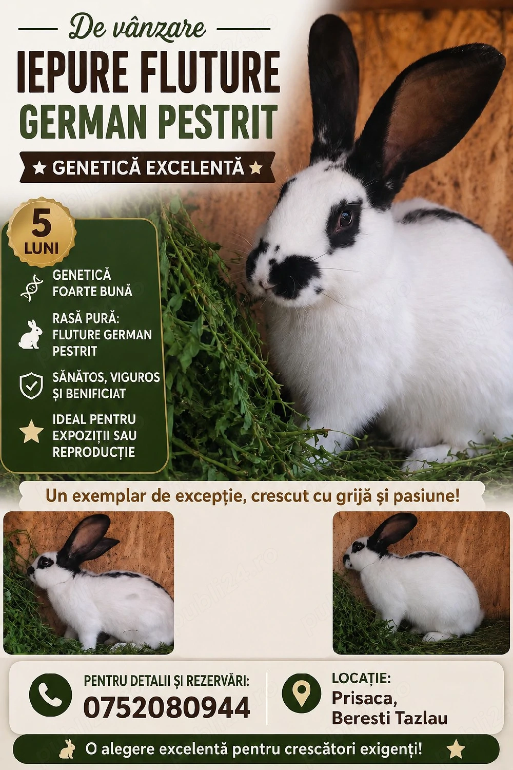 Disponibil mascul Fluture german pestriț 