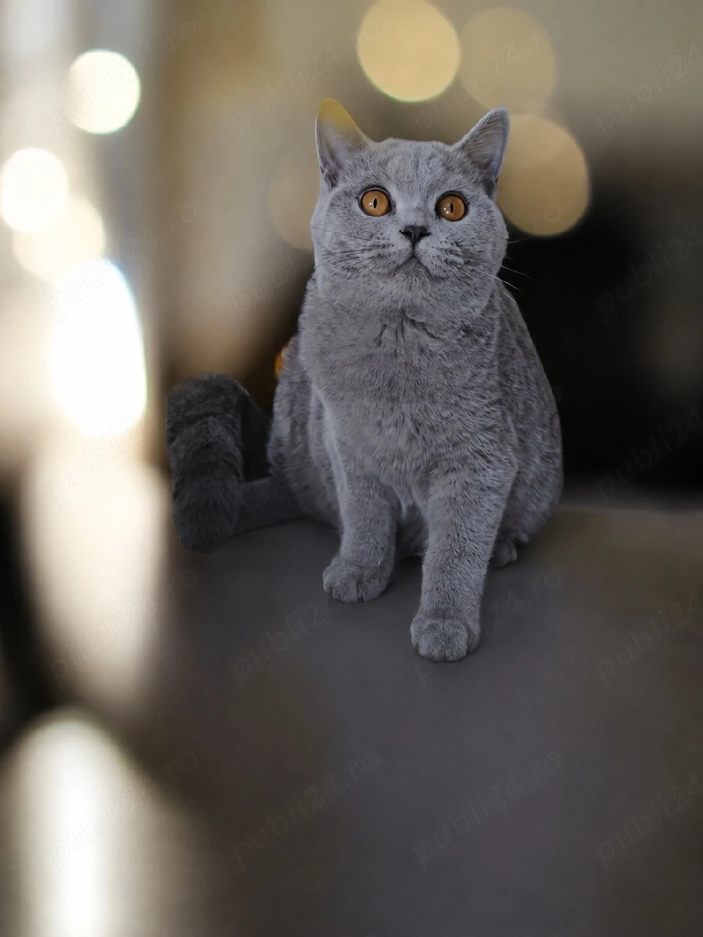 Femela british shorthair 