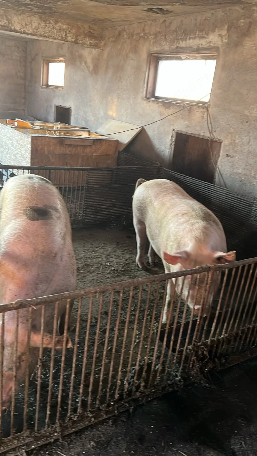 Porc pentru sacrificare 