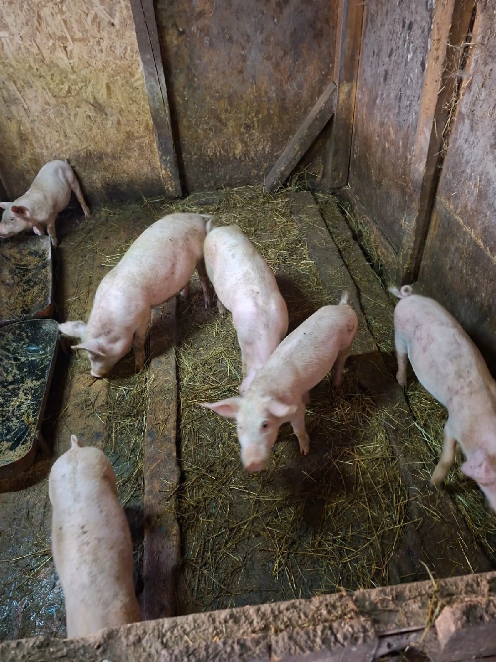 vand porci 400 lei buc negociabil
