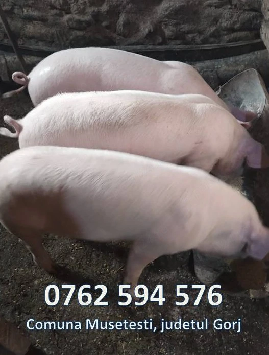 Grăsuni Porci - rasa Marele Alb si Landras