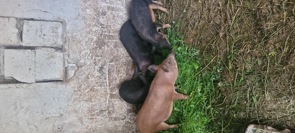 Mangalită cu Mistreț 3 luni 
