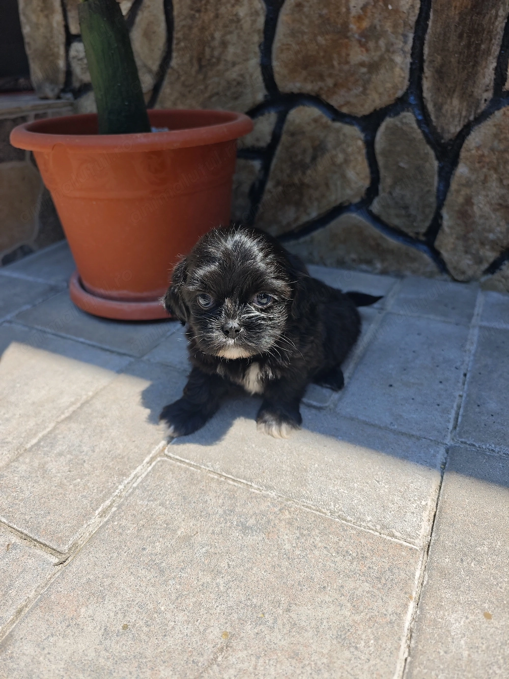Căței shih tzu de vânzare 