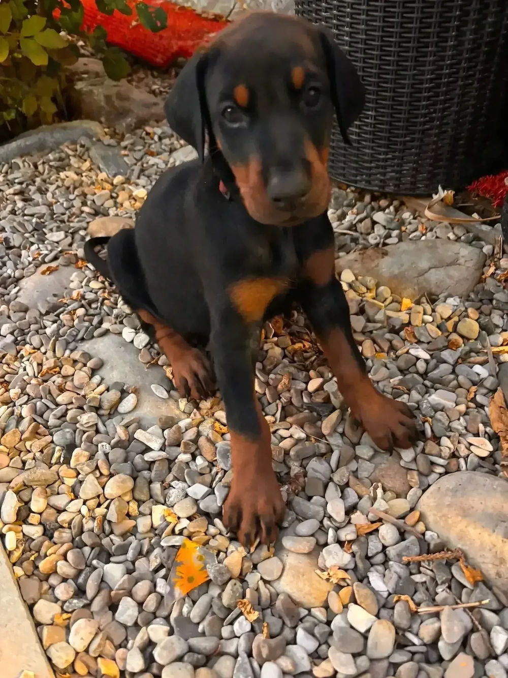 Pui doberman cauta stapan