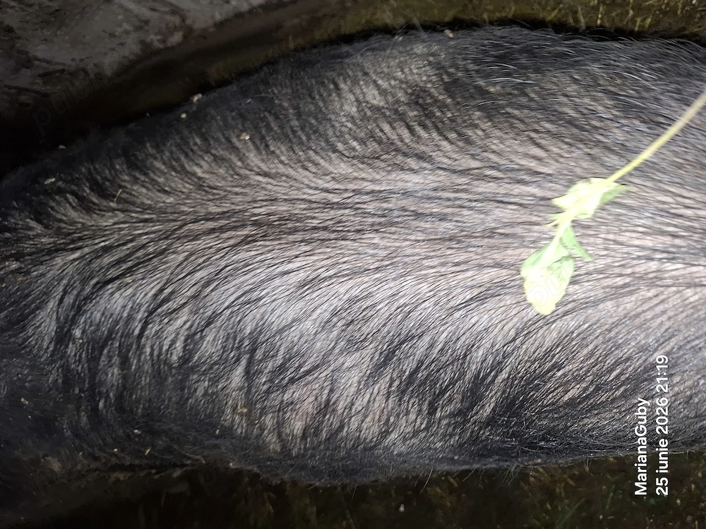 Vînd porc vier de 7-8luni  la 160-170de kg pietran cu marele alb
