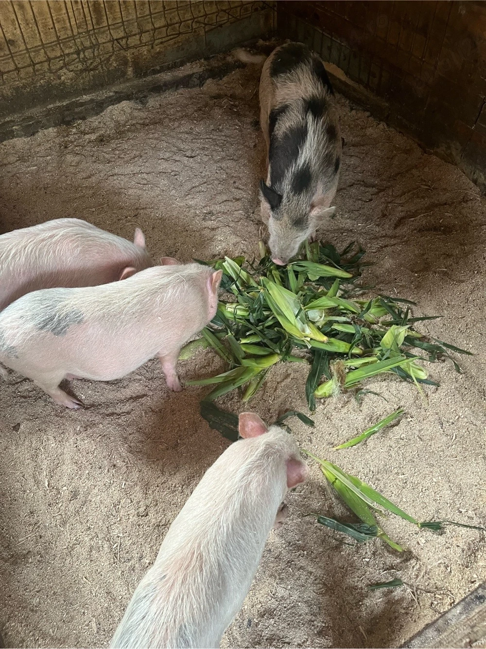 porci vietnamezi