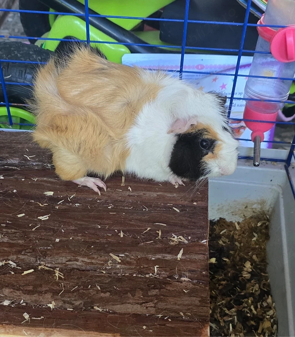 hamster  porcusori de guineea