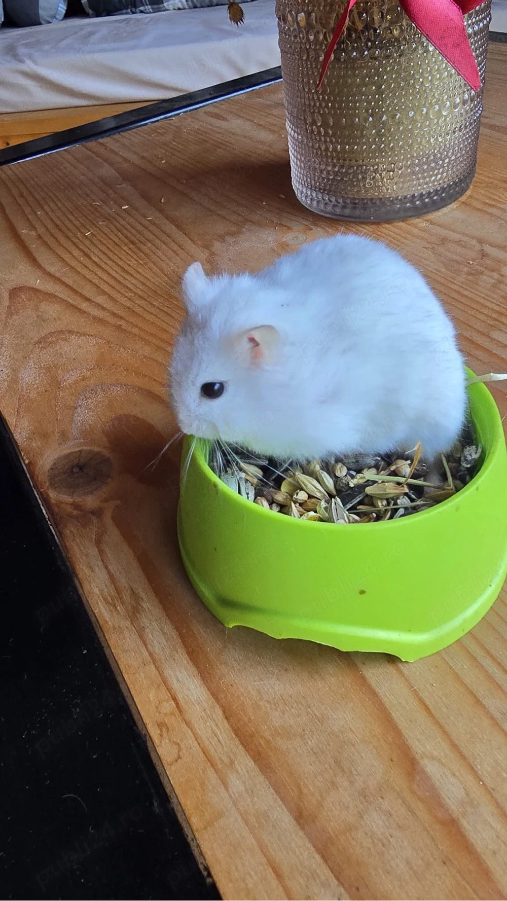 hamster  porcusori de guineea