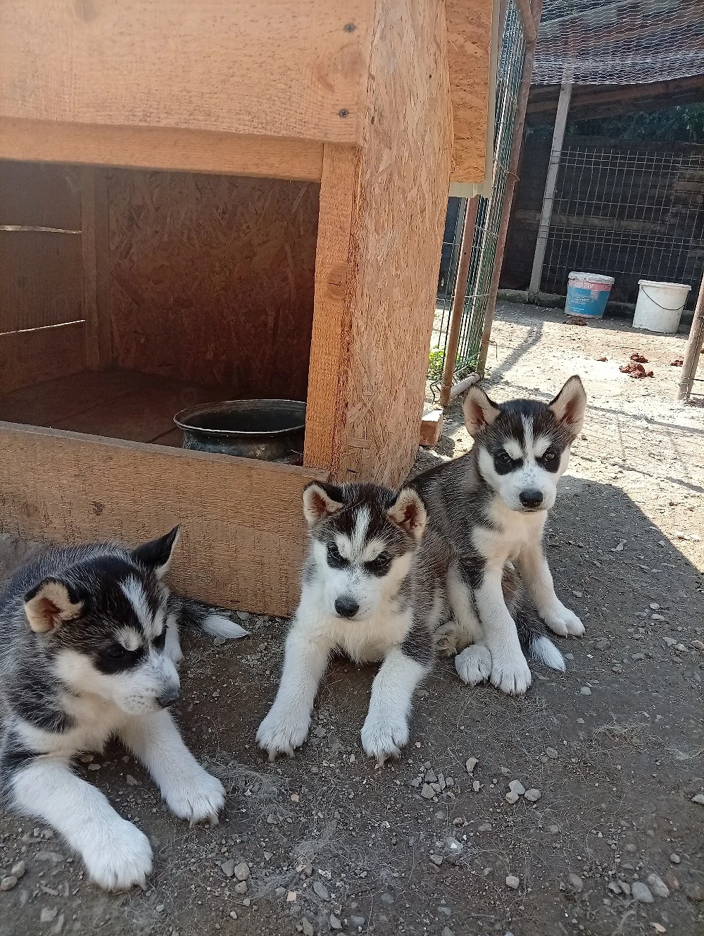 Pui husky ! 