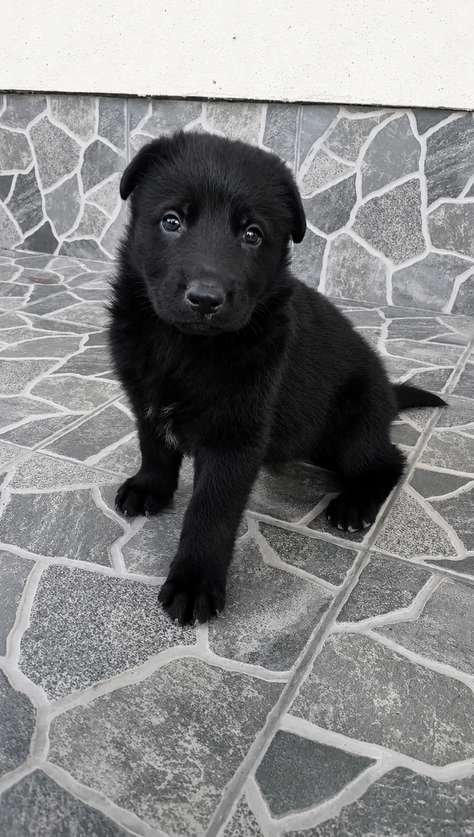 Căței Ciobanesc german, negru, cu pedigree 