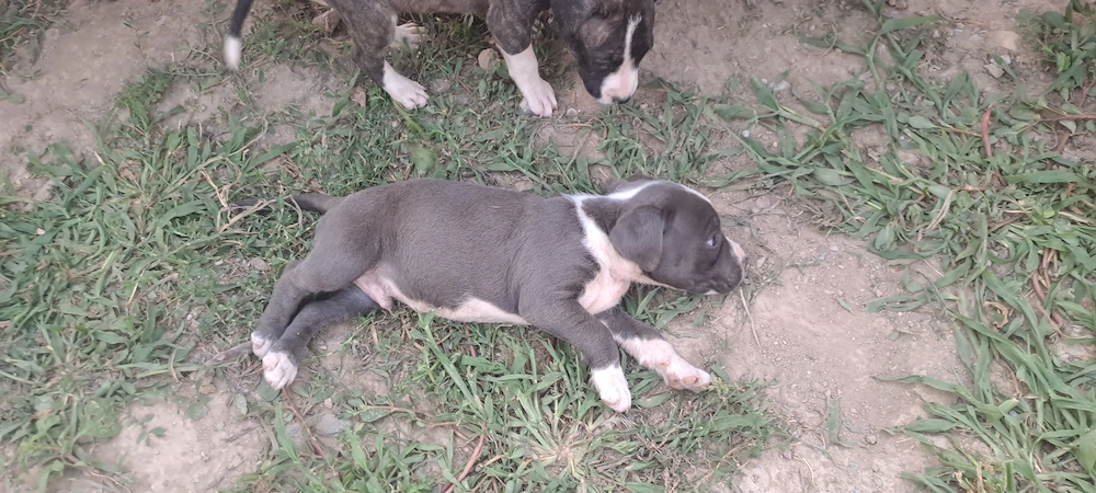 Catei rasa Amstaff  (Zona satu mare)