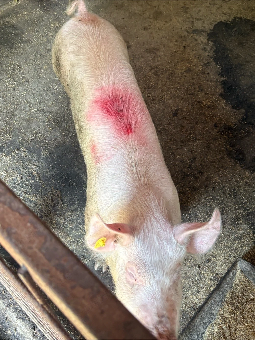 porc castrat 60 kg