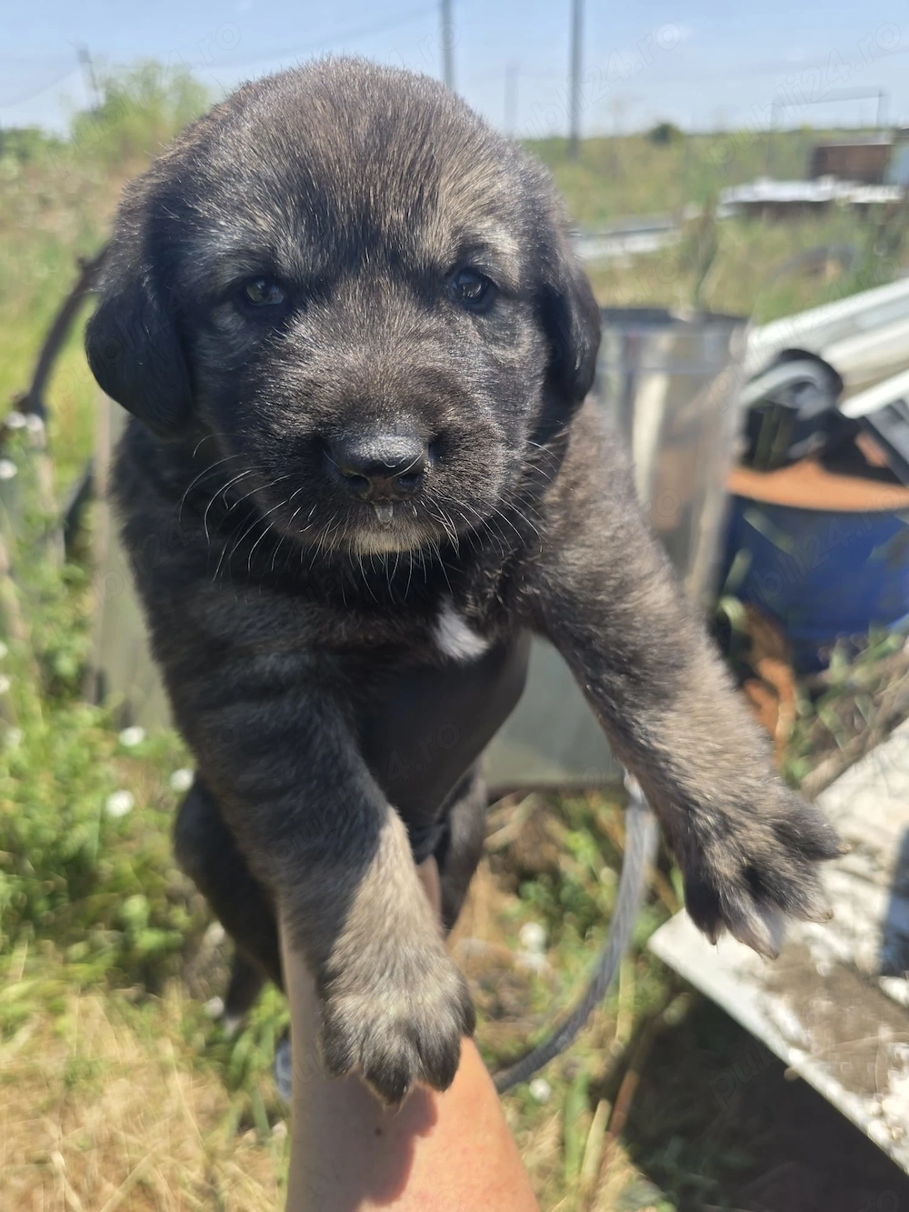 7 Catelusi Adorabili Isi Cauta Caminul! Donam !