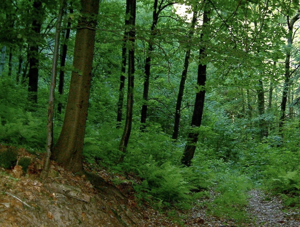 Padure de foioase în Dorgos, județul Arad