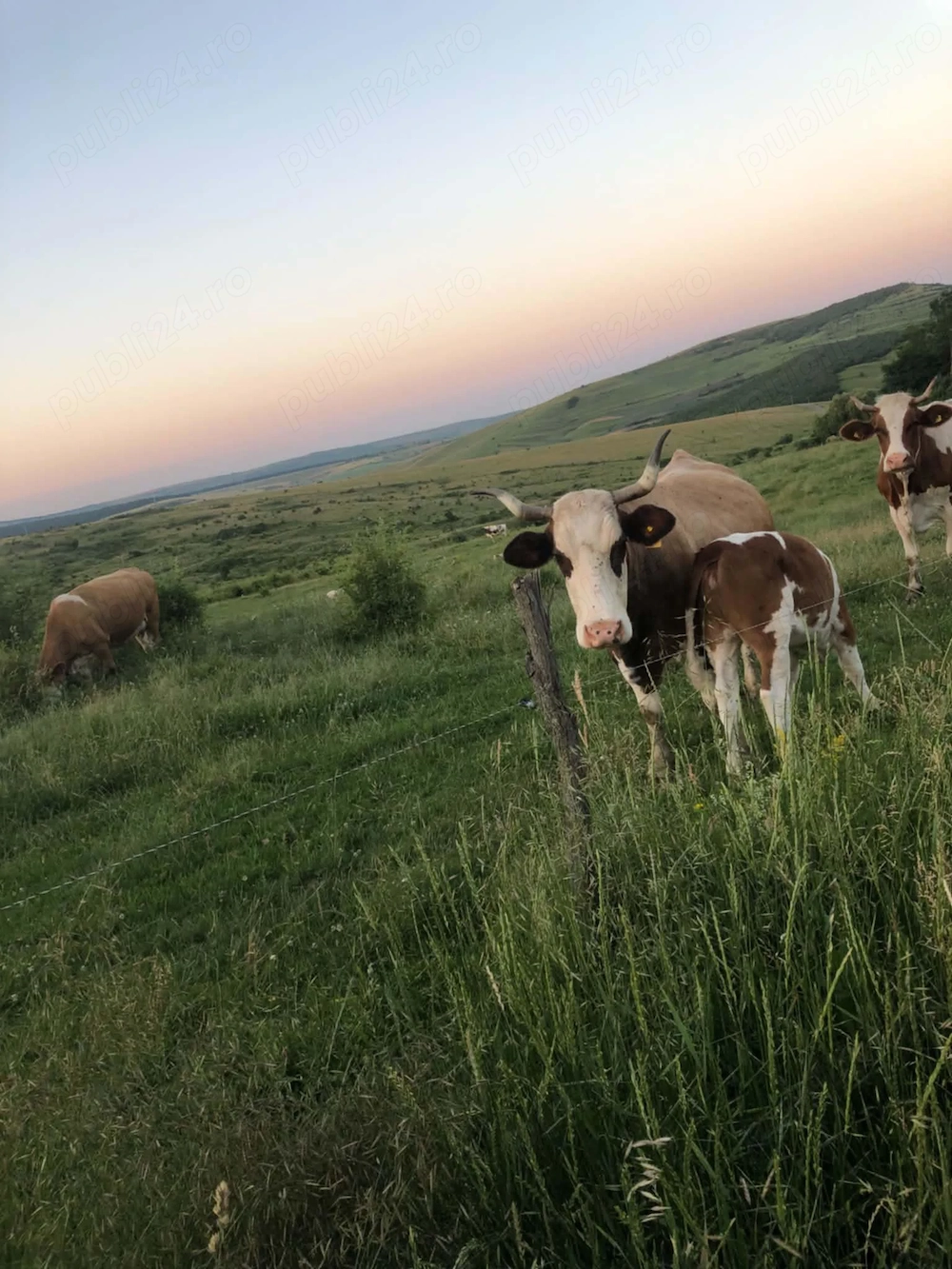 Vând Vaca montata cu vitea 
