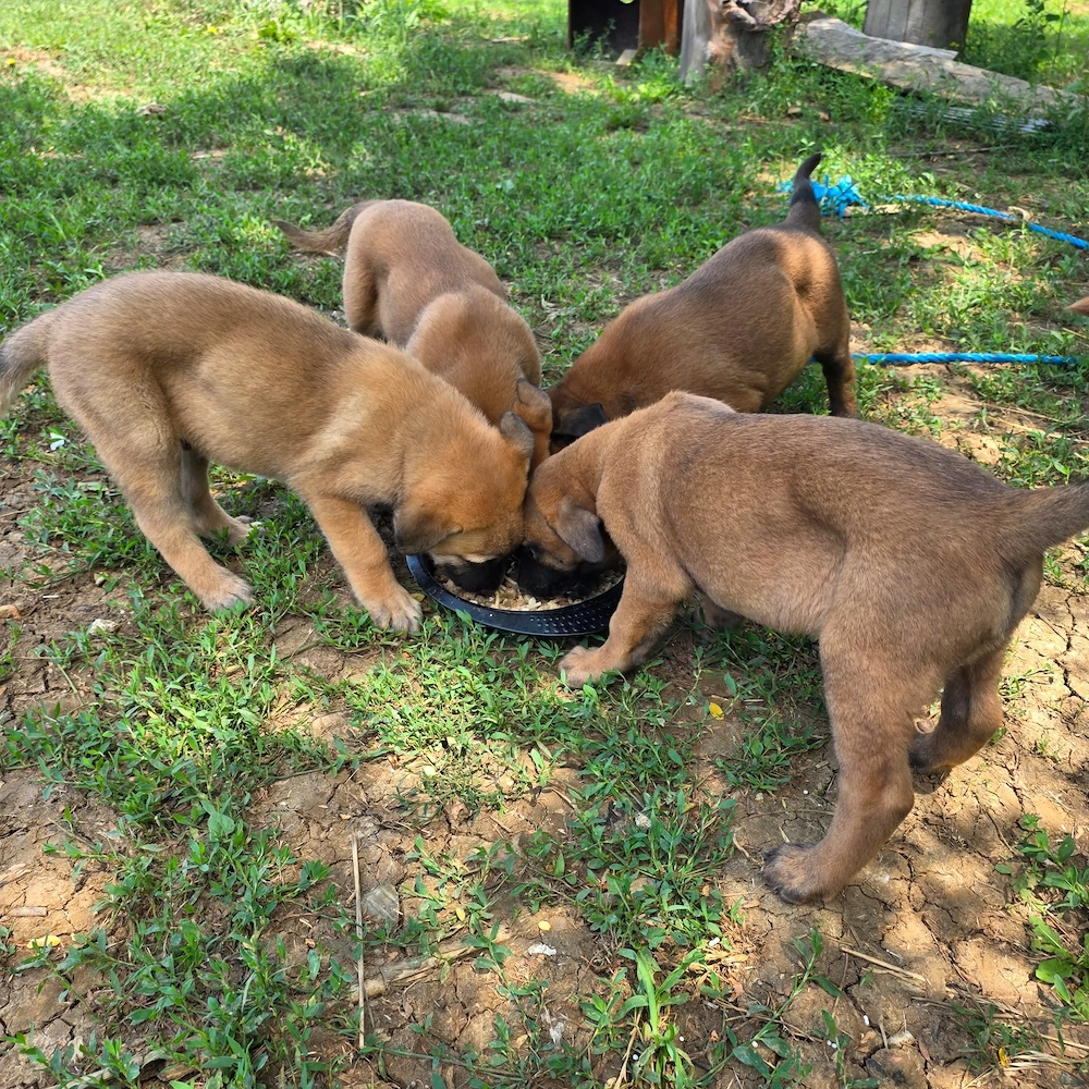 Belgian malinois