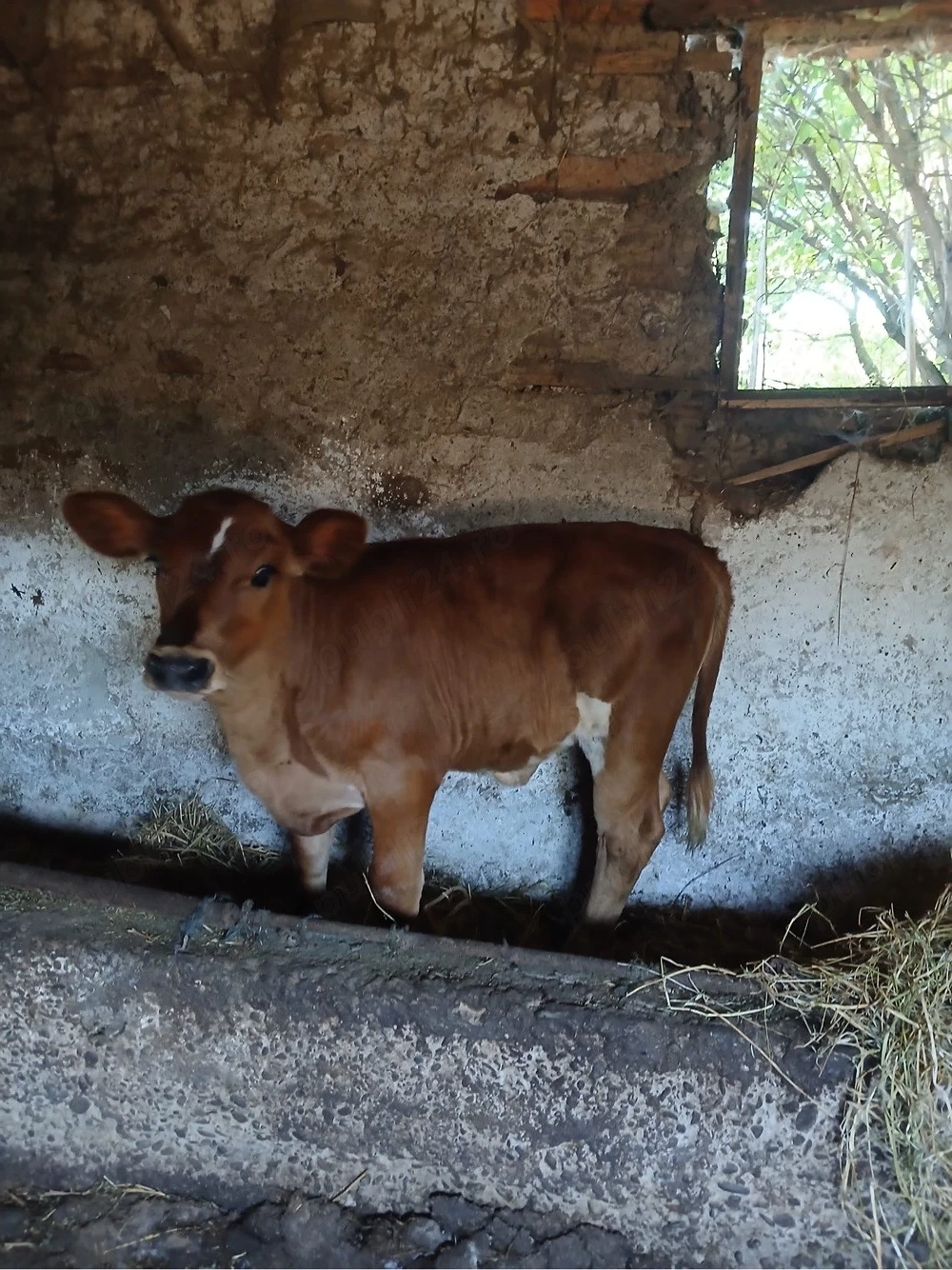 vând vițea balțată româneasca
