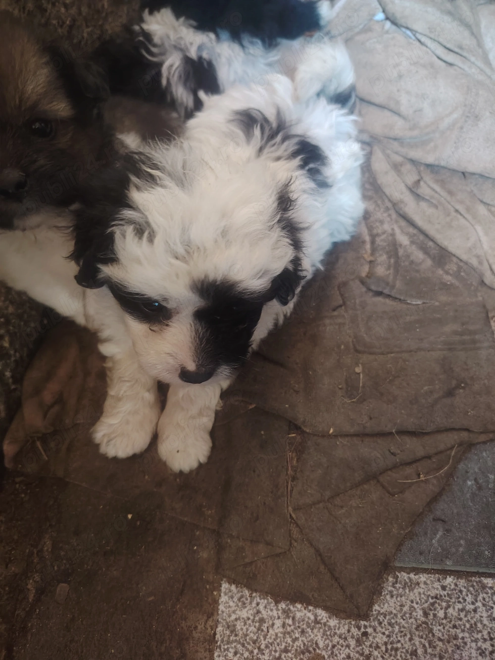 Bichon havanez c