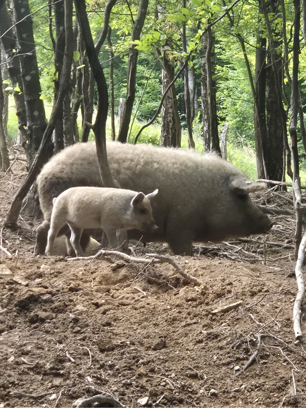 Purcei Mangalita 