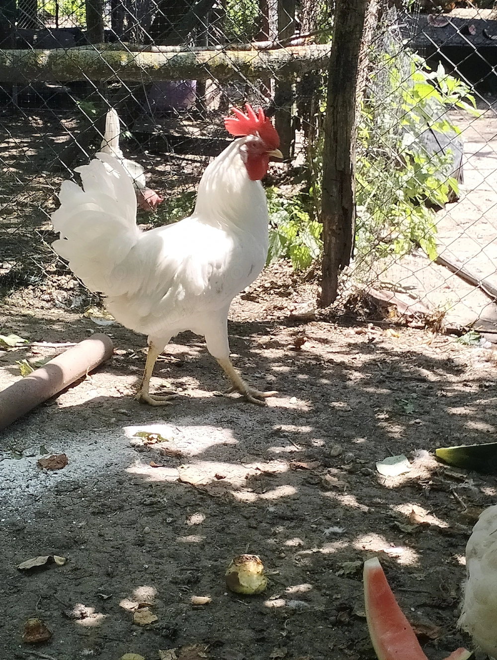 Cocoș leghorn de vânzare 
