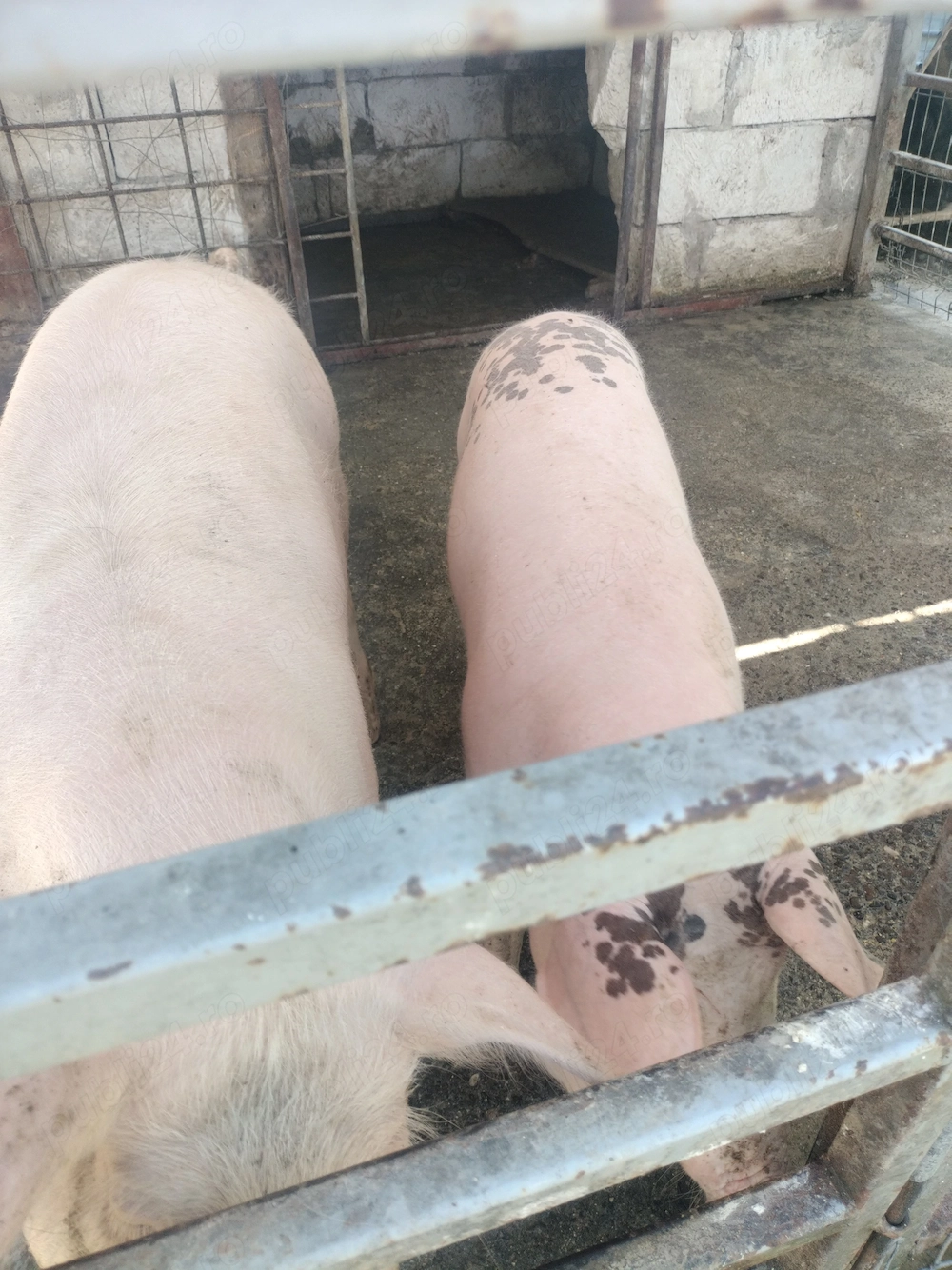 De vânzare purcei la 50 kg crescuți la curte.jud Prahova sat Vărbilău tel   Stefan 6
