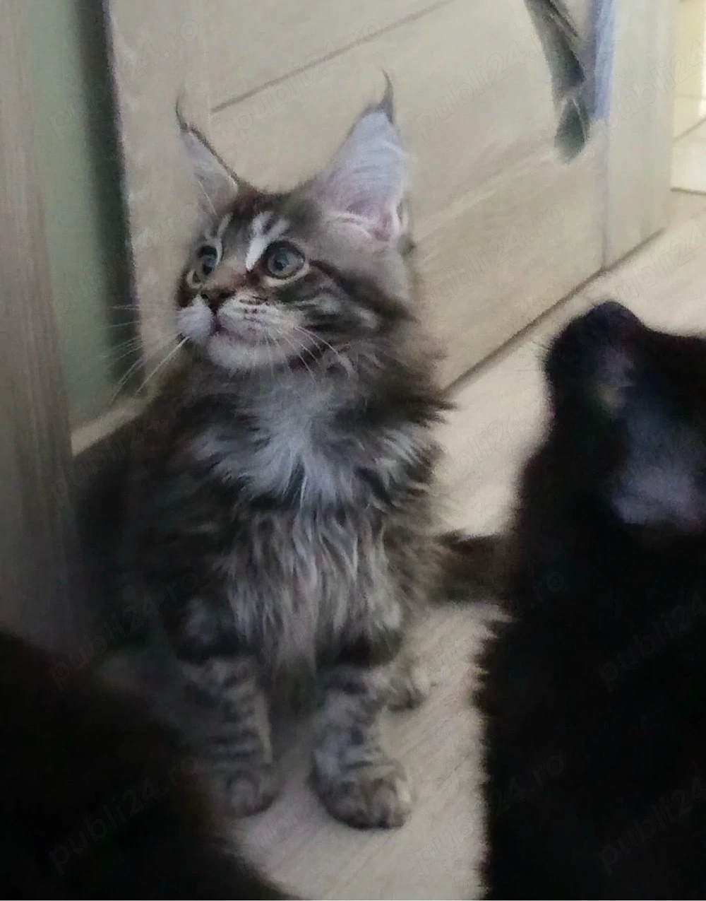 Puiuti maine coon
