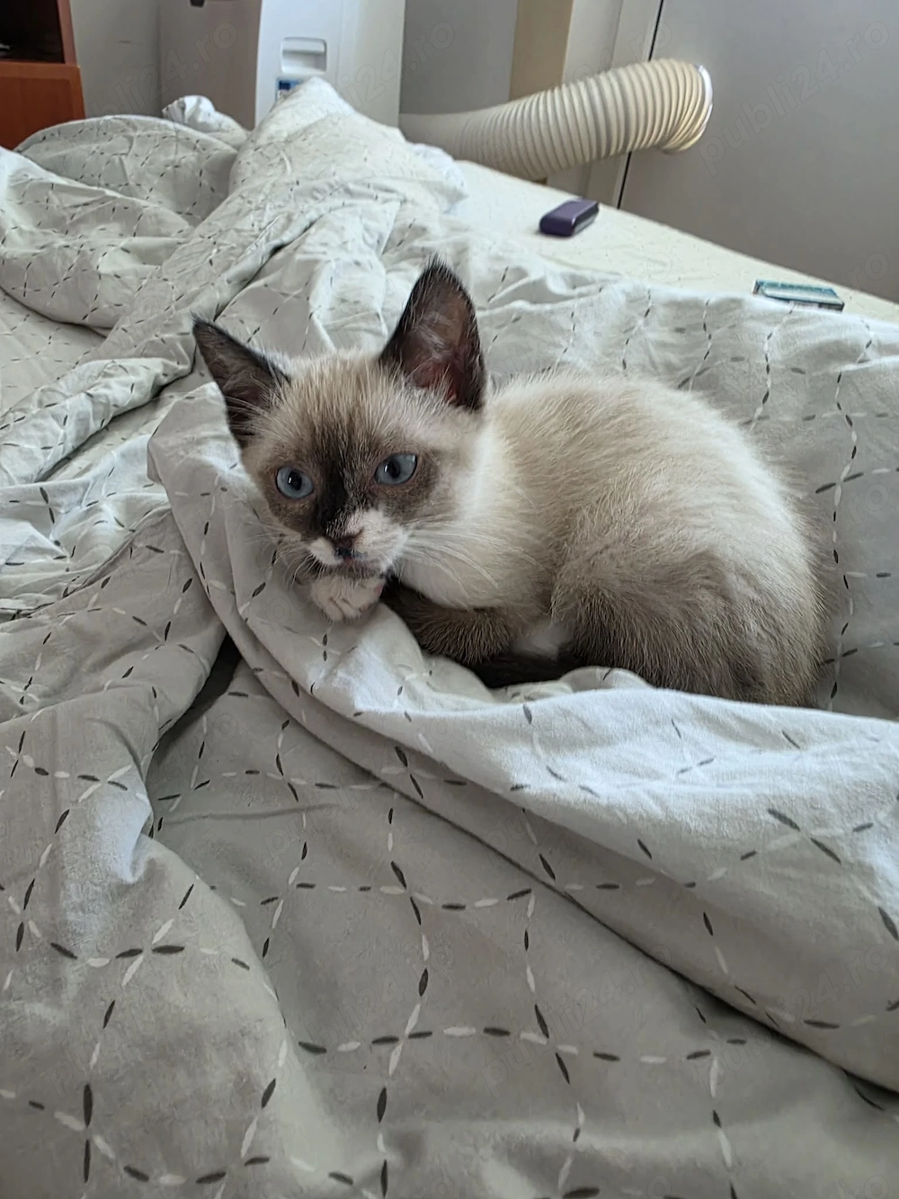Se ofera catre adoptie pui de pisica siameza