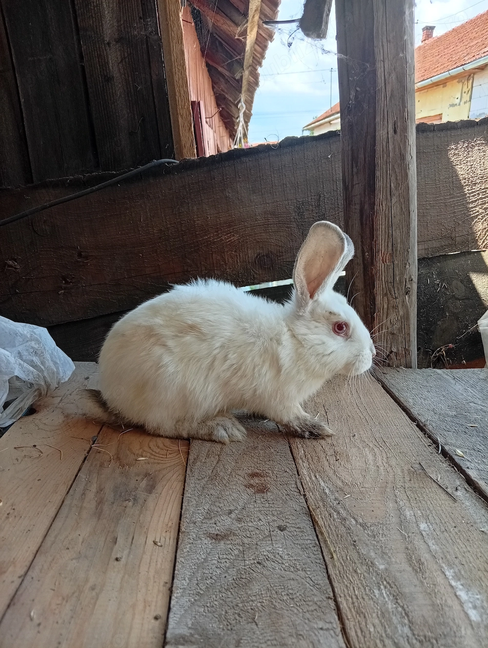 Iepuri de vânzare vii și carcasă 