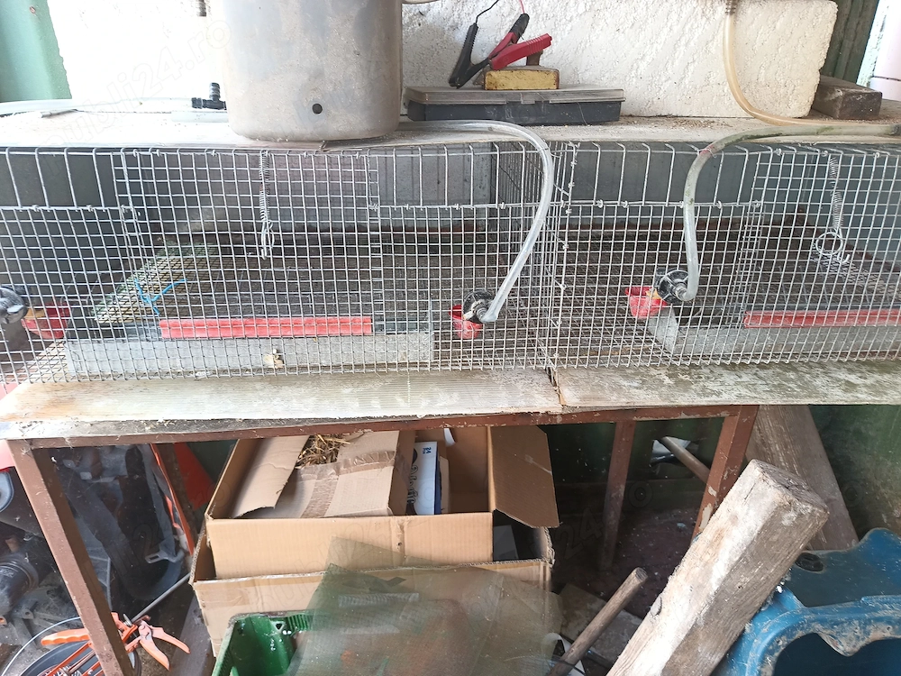 Maternitate dublă pentru pui de prepeliță 