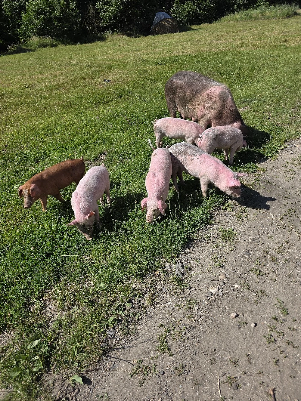 purcei si mama cu purcei