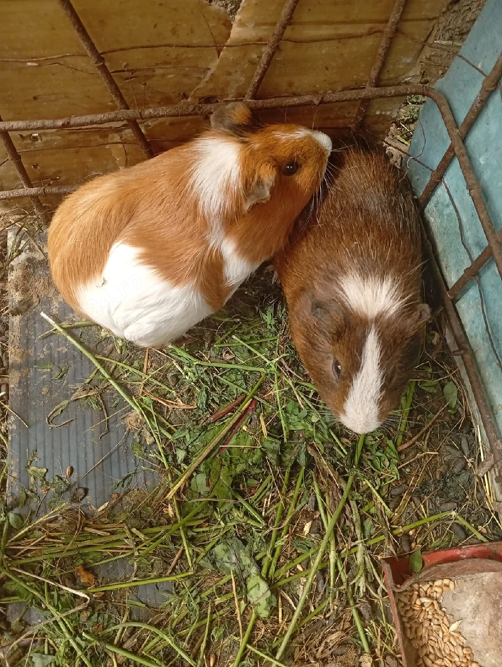 Porcușori de guineea 