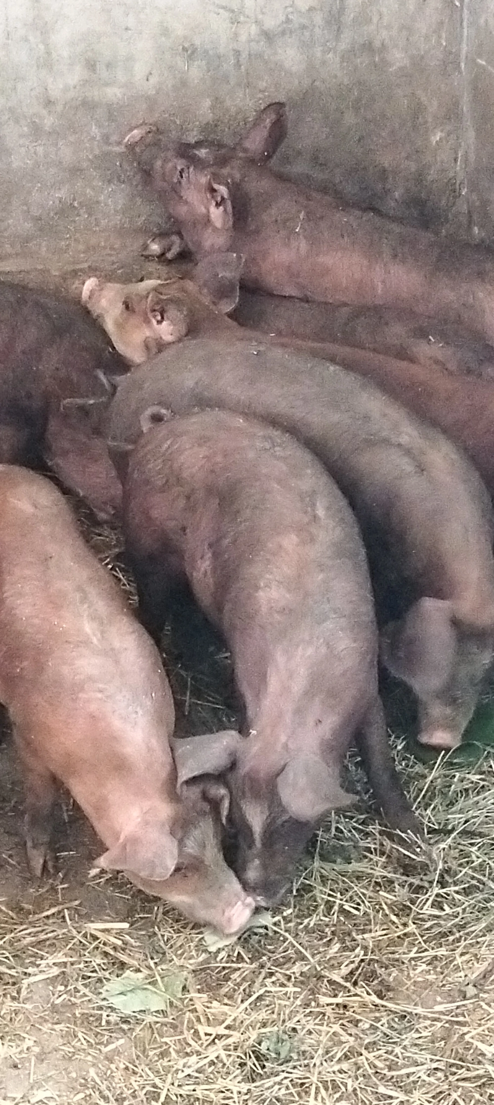 Șoldanasi durok de 12 săptămâni 
