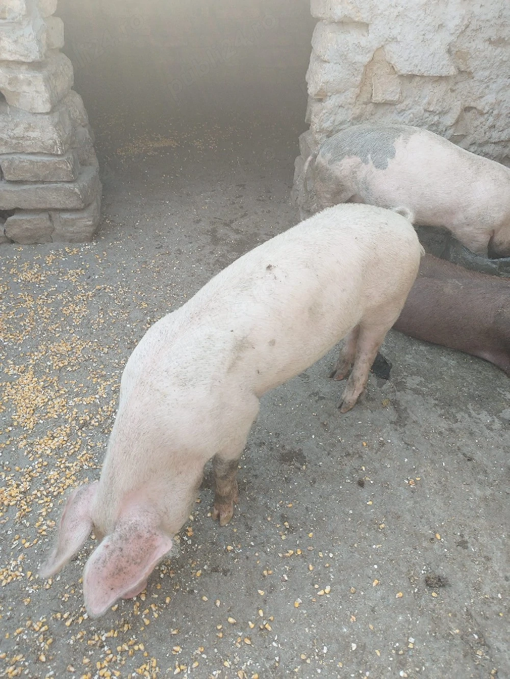Purcică de vînzare 650lei