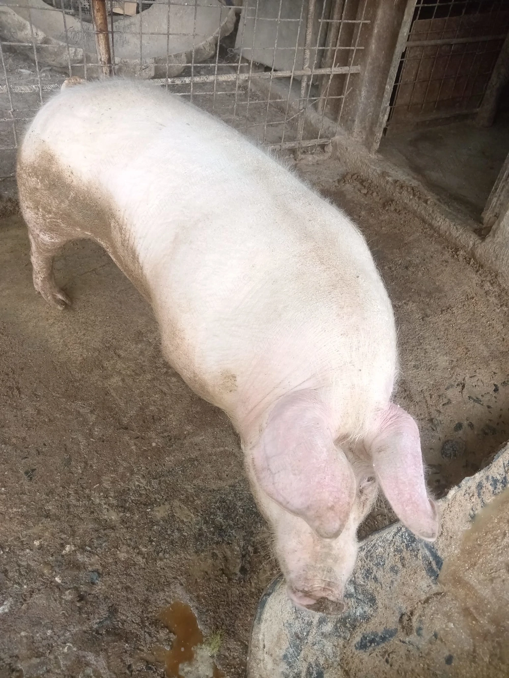 porc crescut bio