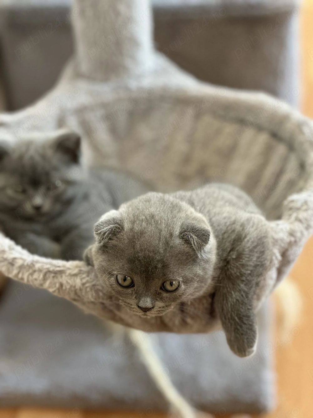 Puiuți British și Scottish fold 
