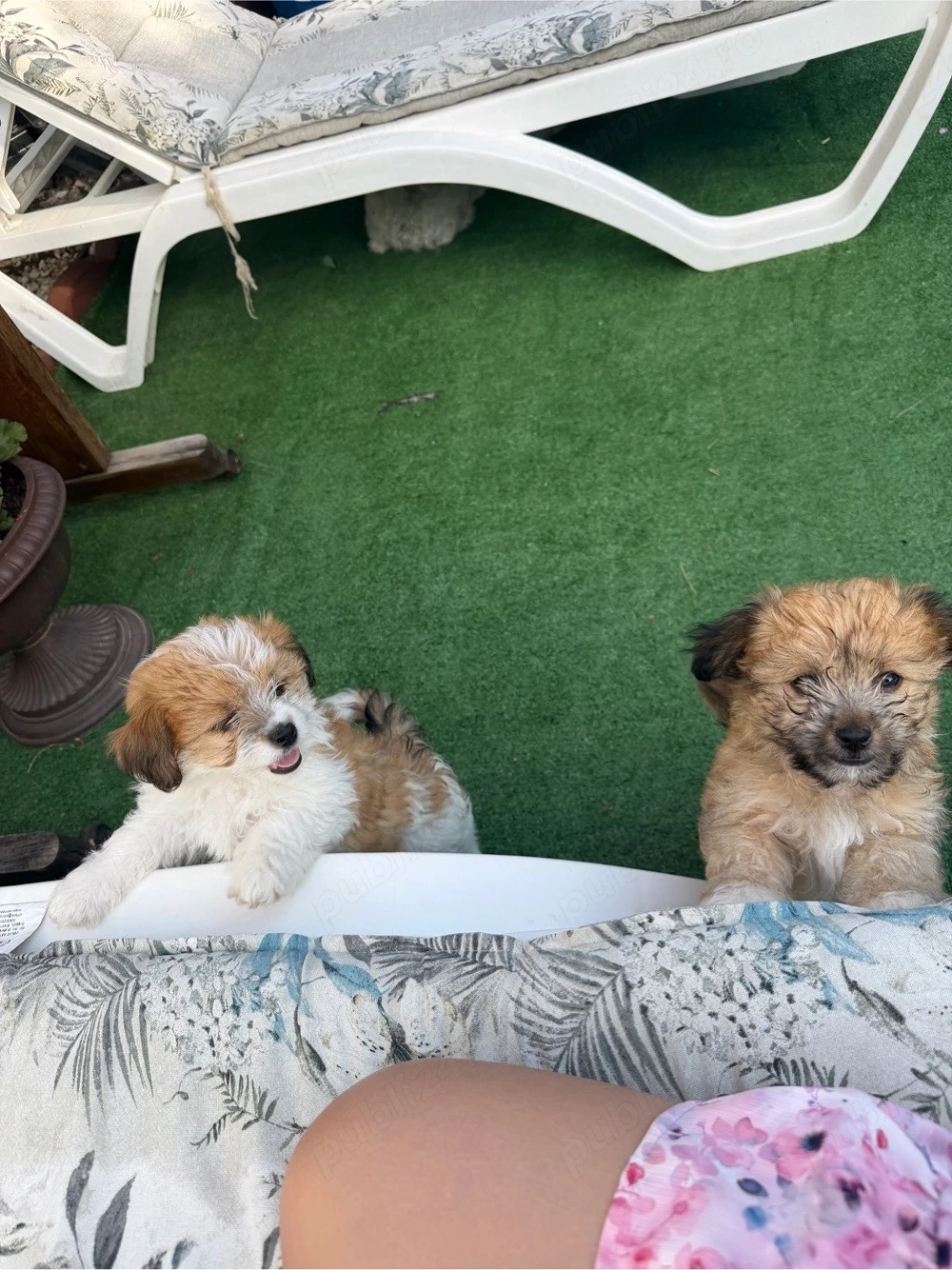 pui bichon colorati 