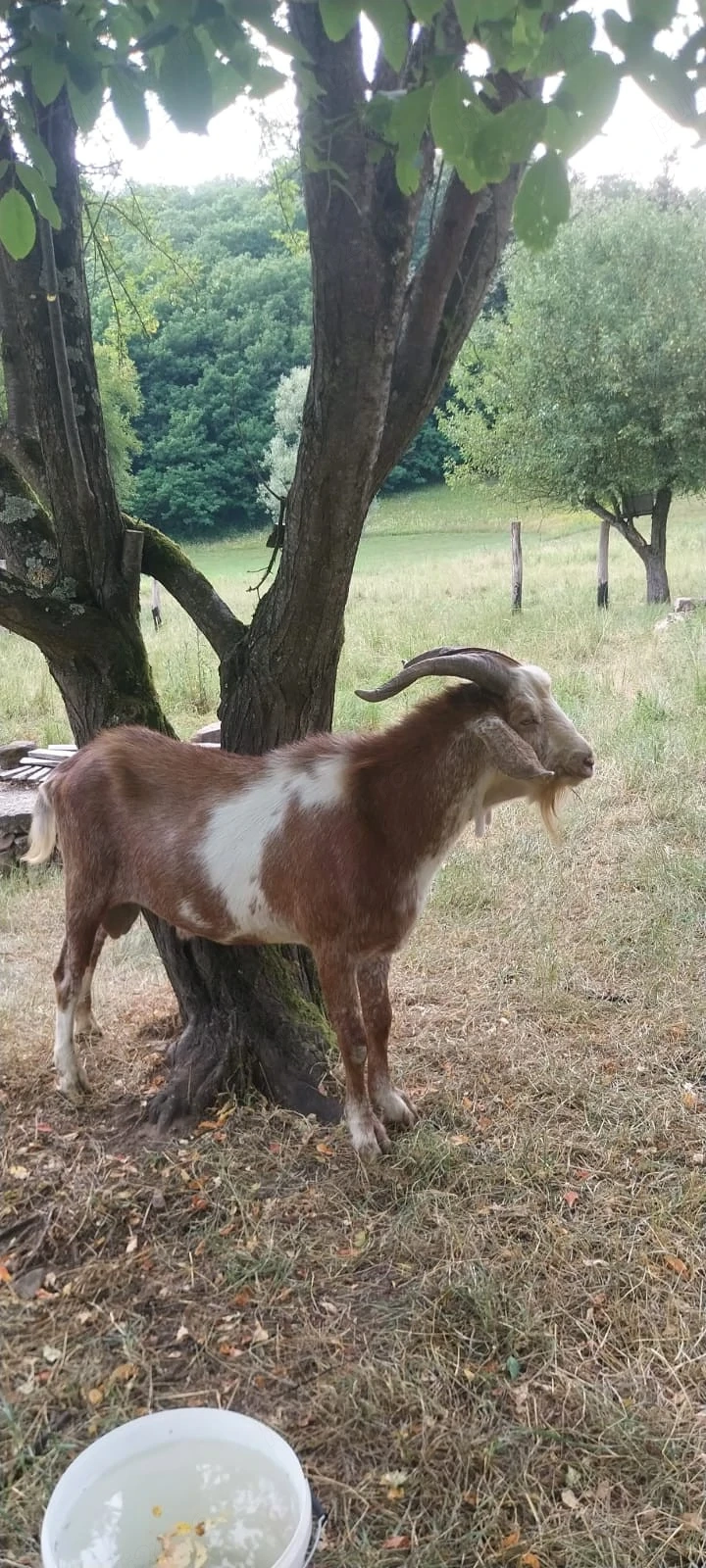 Vrea sa schimbe casa 