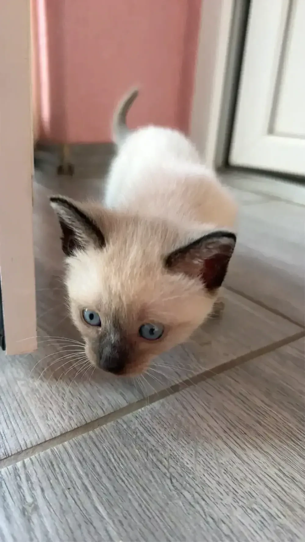 Pisica Siamese blue point