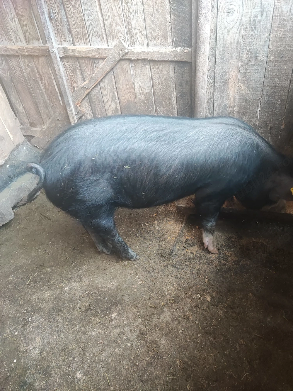 Porci de vanzare
