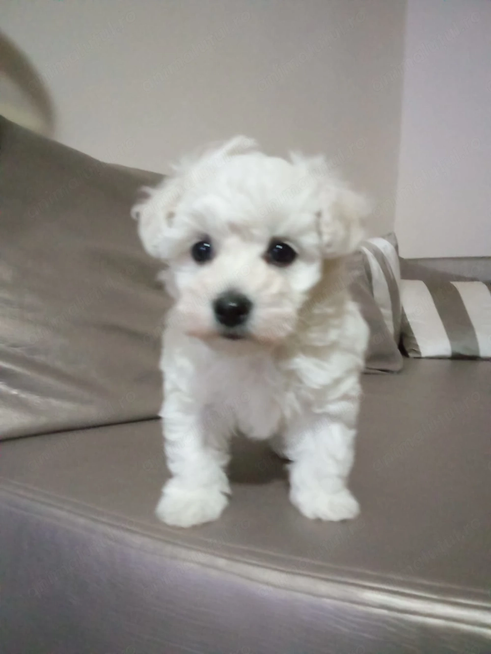 Cățelușa Bichon Maltese